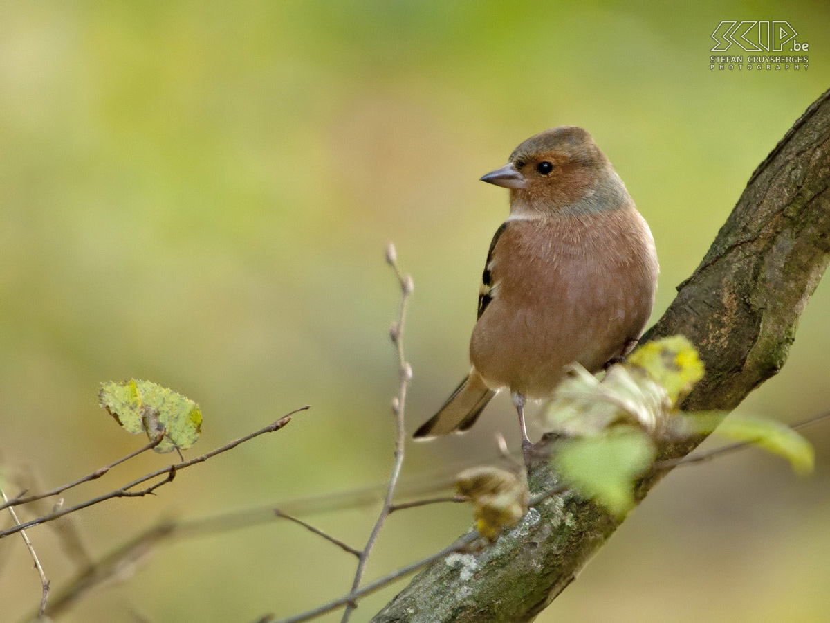 Birds in the Belgian Ardennes - Chaffinch  Common Chaffinch (Fringilla coelebs) Stefan Cruysberghs